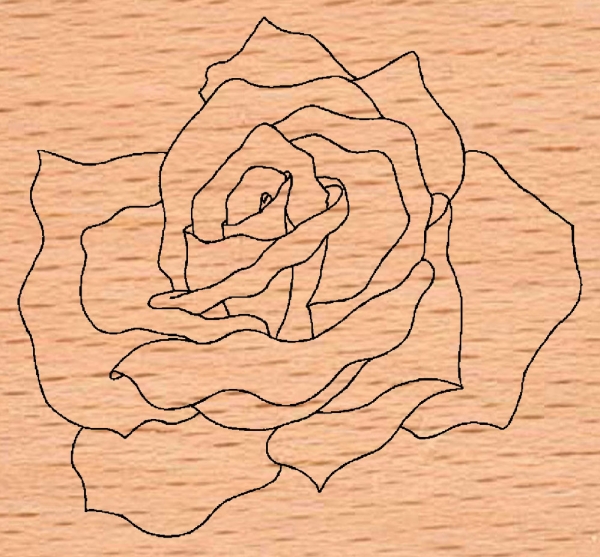 Riesengroße Rosenblüte
